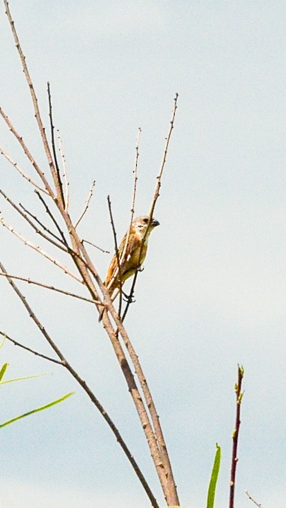 Marsh Seedeater - ML646807715
