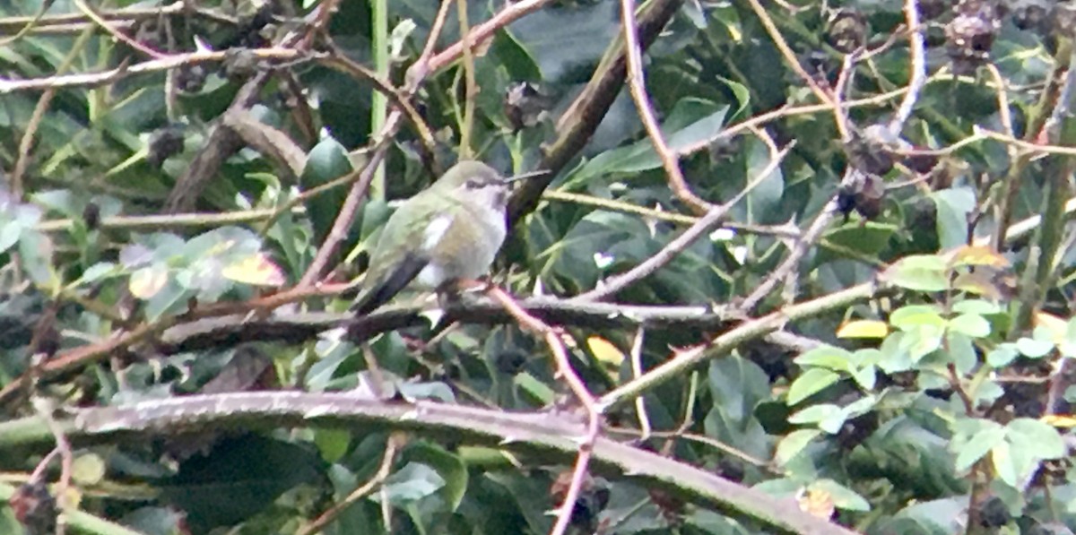 Anna's Hummingbird - ML646807716