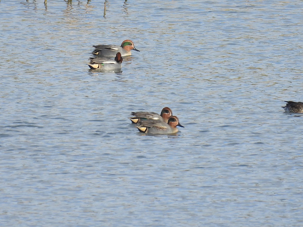 שרשיר - ML646807717