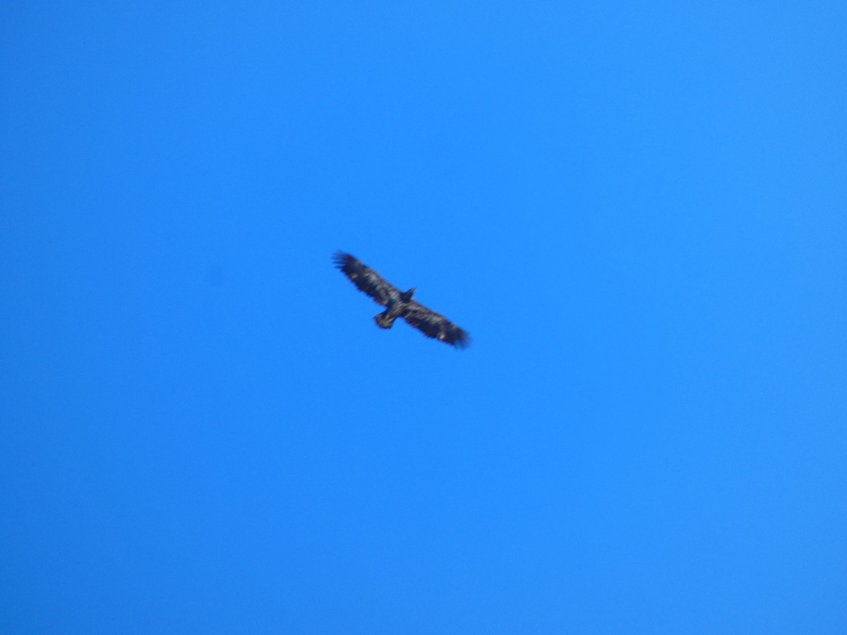 Bald Eagle - ML646807718