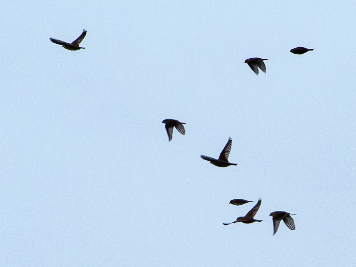 Nikaragua Kiskalı - ML646807719