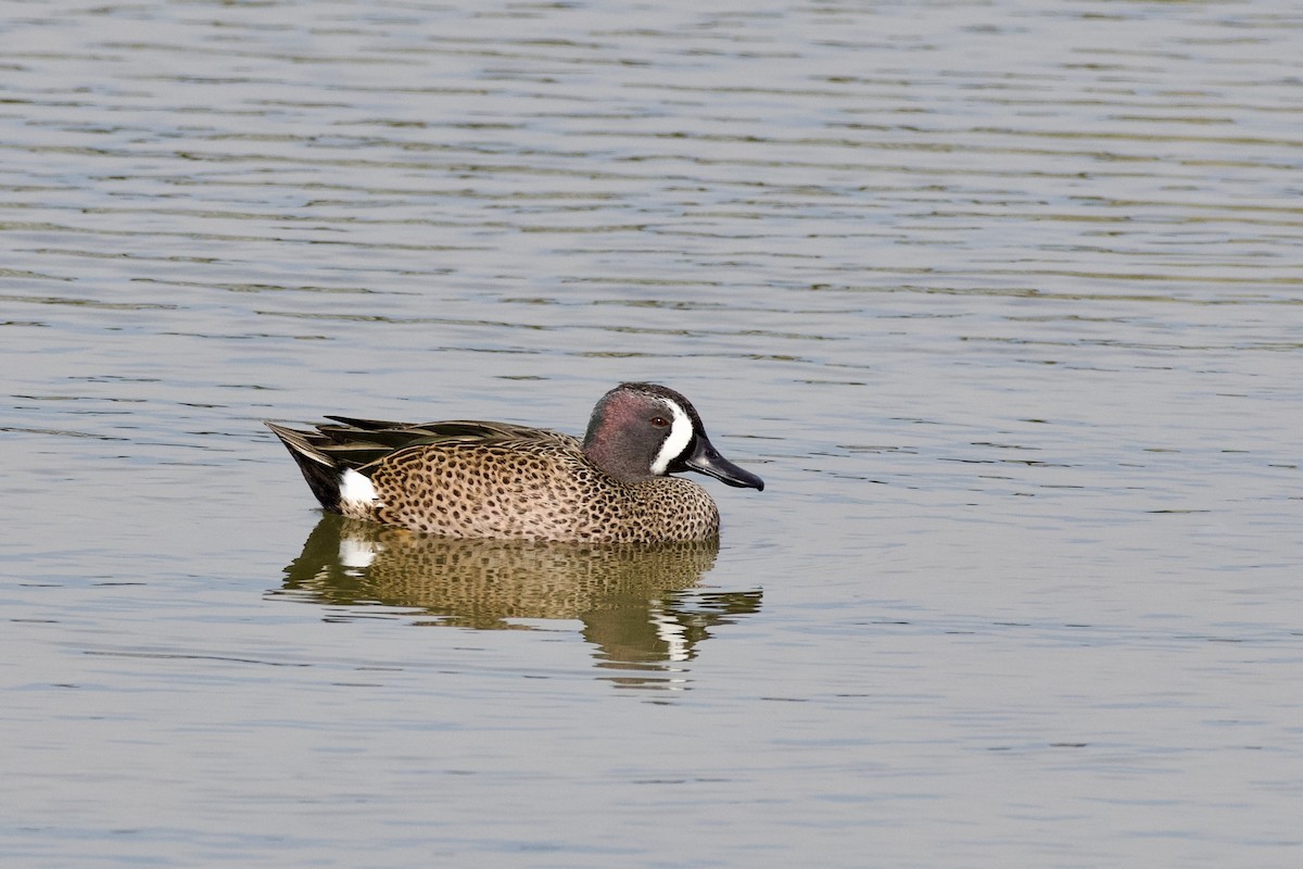 Blue-winged Teal - ML646807720