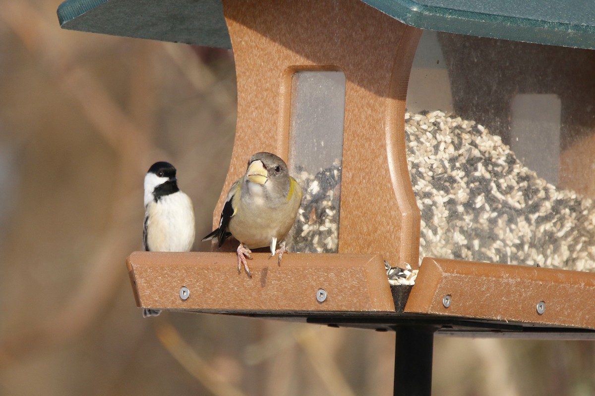 Evening Grosbeak - ML646807722