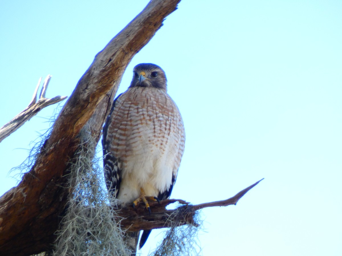 Red-shouldered Hawk (lineatus Group) - ML646807723