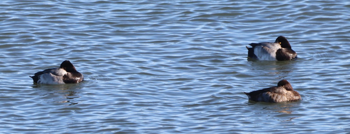 Porrón Bastardo - ML646807724