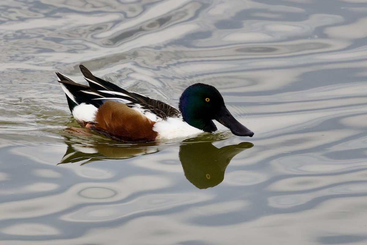 Northern Shoveler - ML646807725