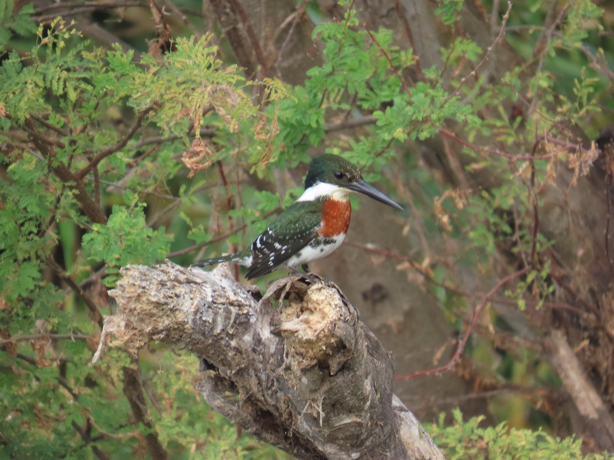 Green Kingfisher - ML646807726