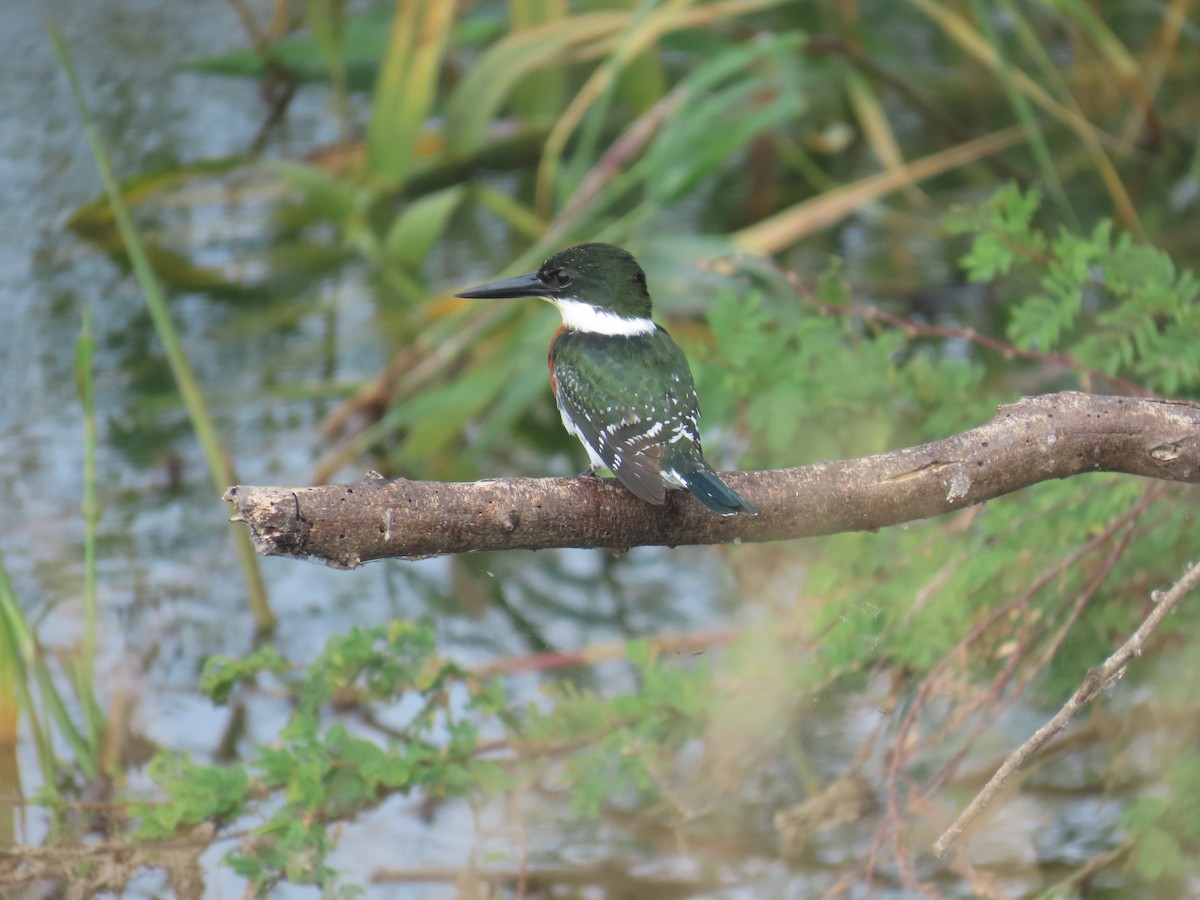 Green Kingfisher - ML646807727