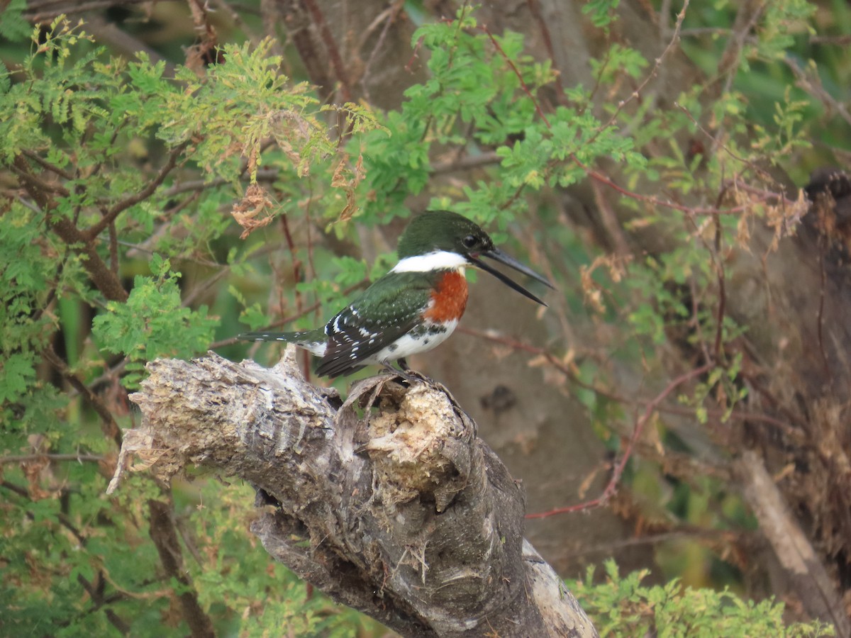 Green Kingfisher - ML646807728