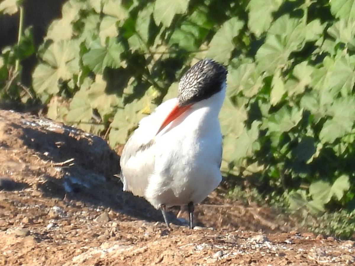 rybák velkozobý - ML646807731