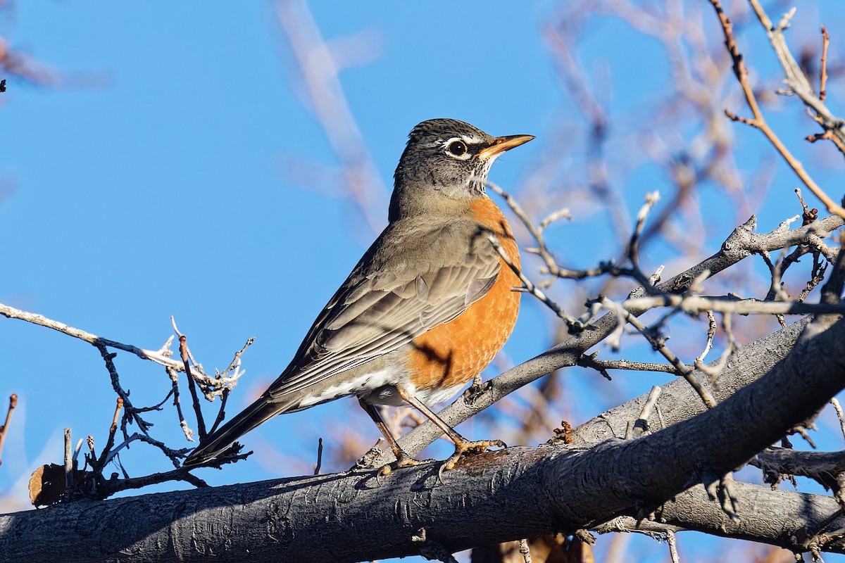 vandretrost - ML646807732