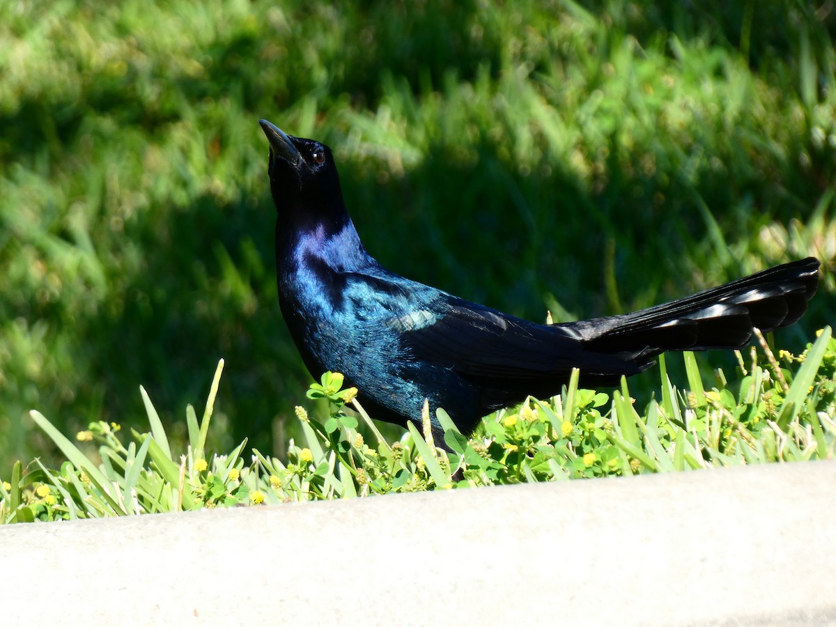 Boat-tailed Grackle (westoni) - ML646807733