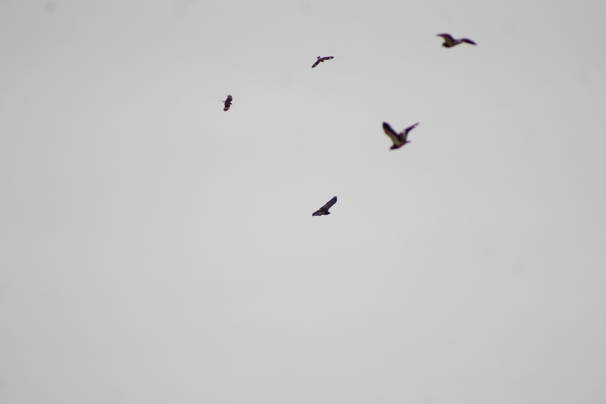 Black-chested Buzzard-Eagle - ML646807734