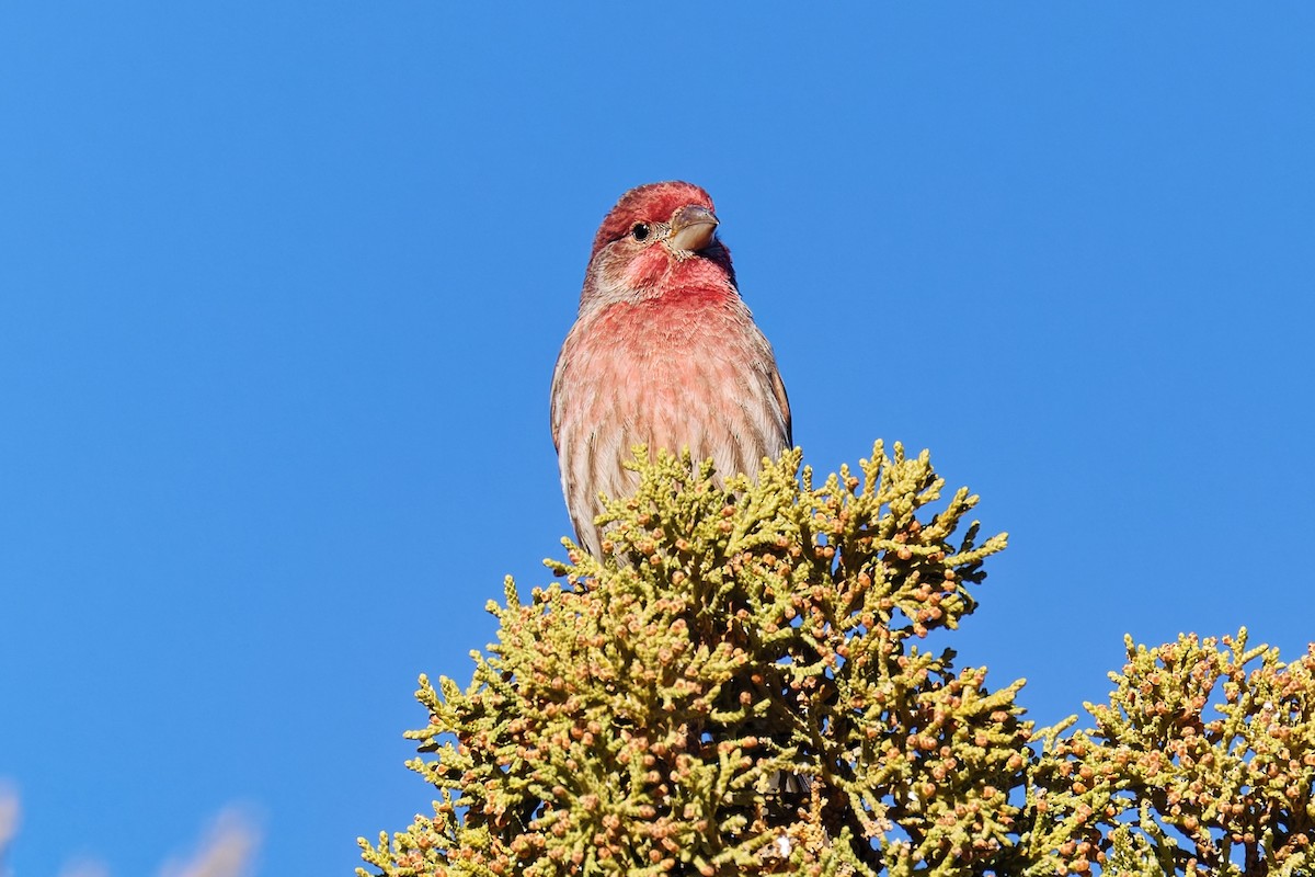 husrosenfink - ML646807735