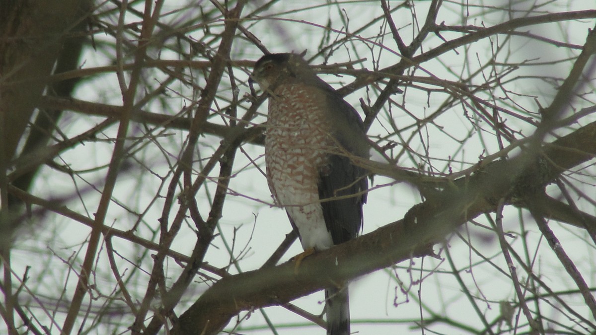 trostehauk - ML646807740