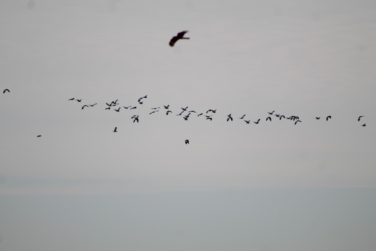 Southern Lapwing - ML646807741