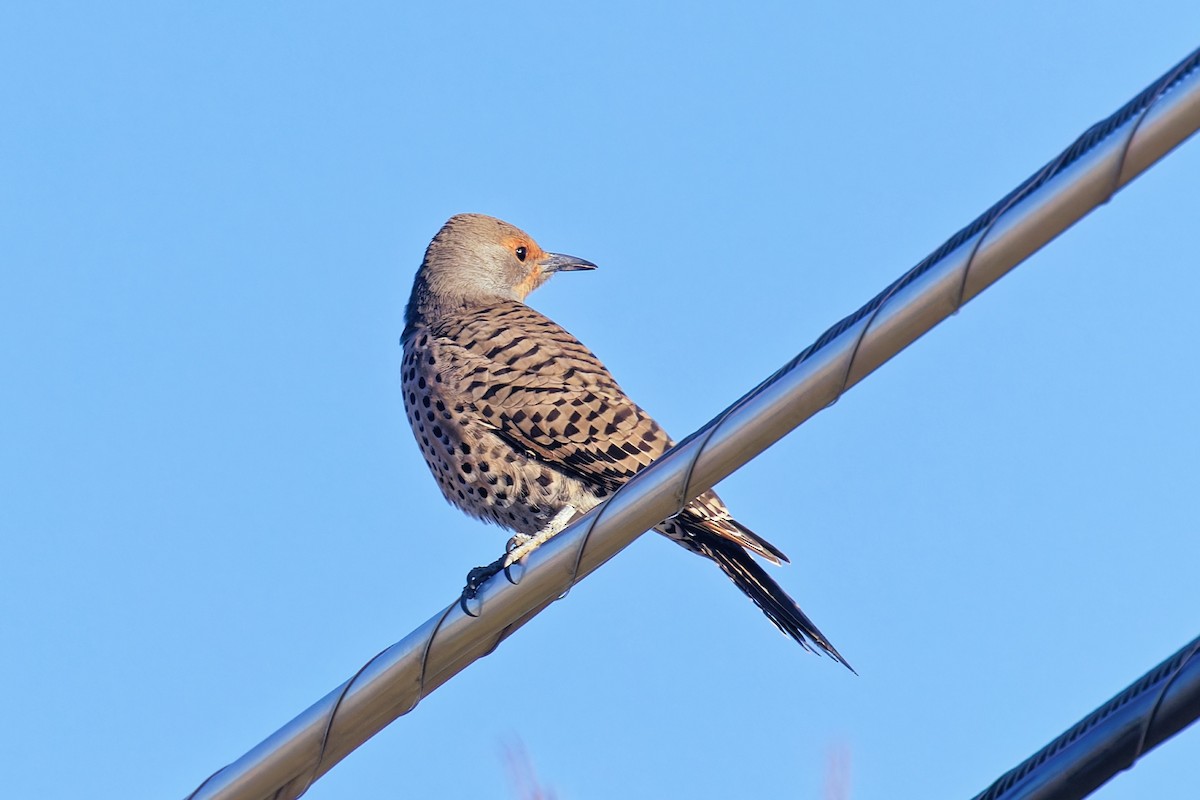 gullspett (cafer gr.) - ML646807743