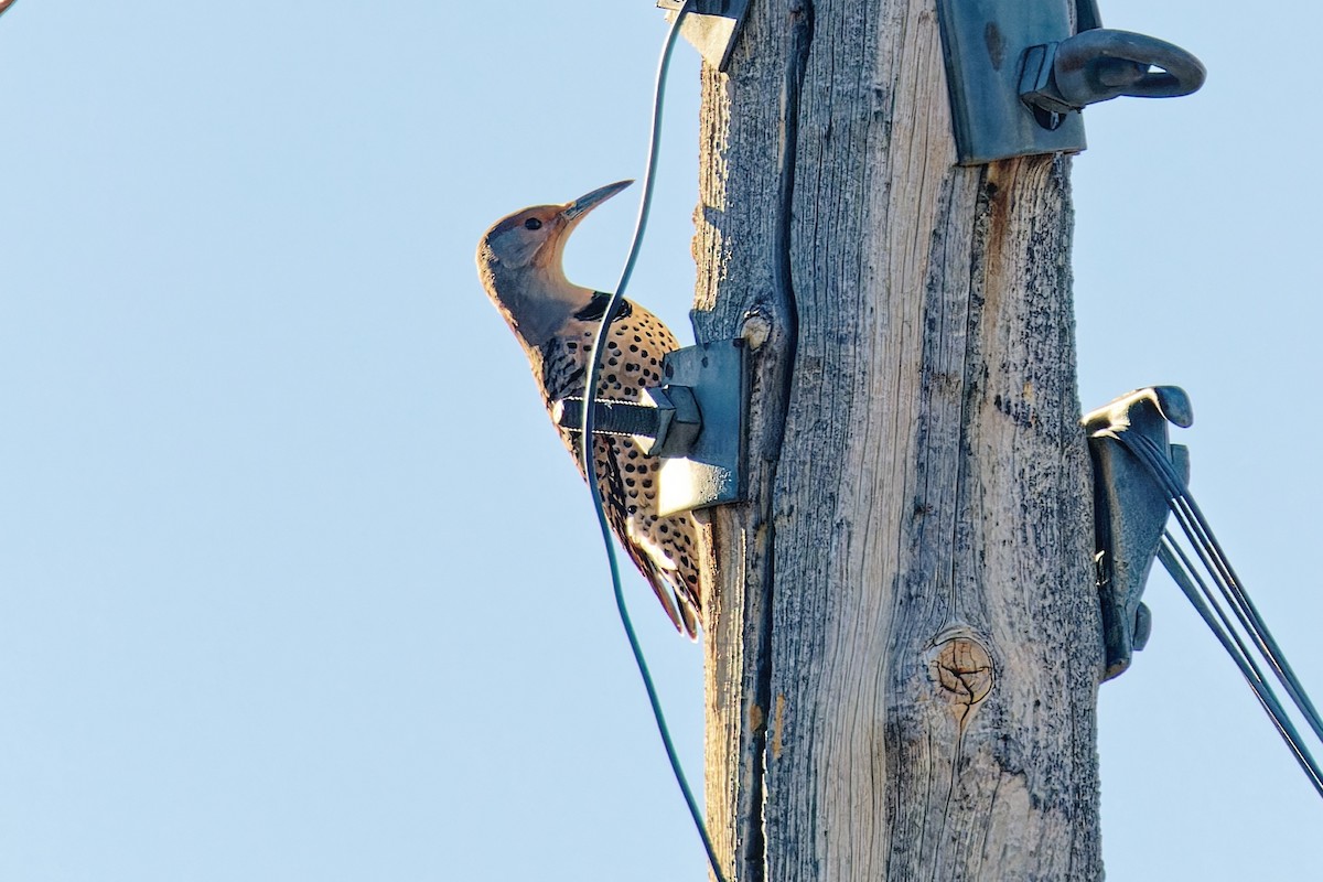 gullspett (cafer gr.) - ML646807744