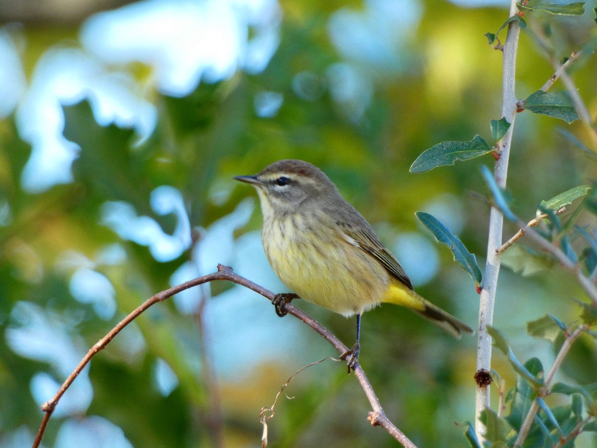 Palm Warbler (Western) - ML646807745