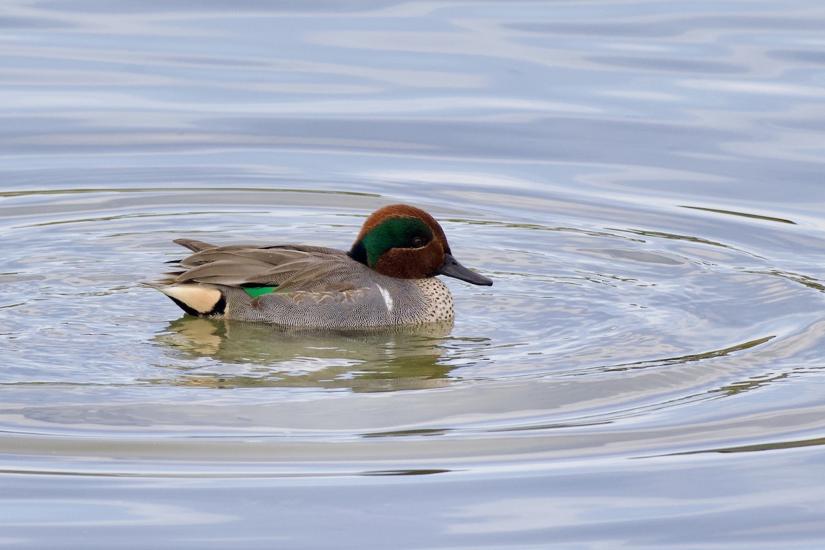 Green-winged Teal - ML646807746