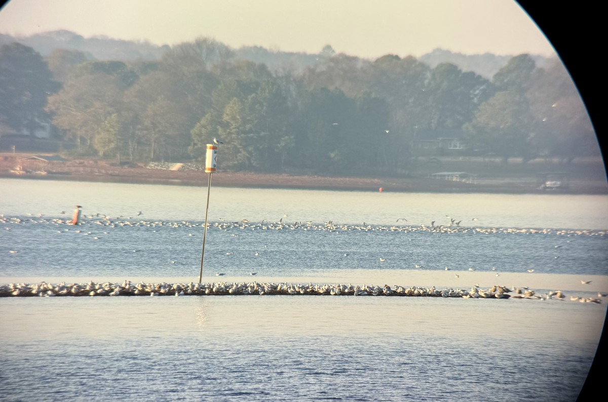 Halkalı Martı - ML646807747