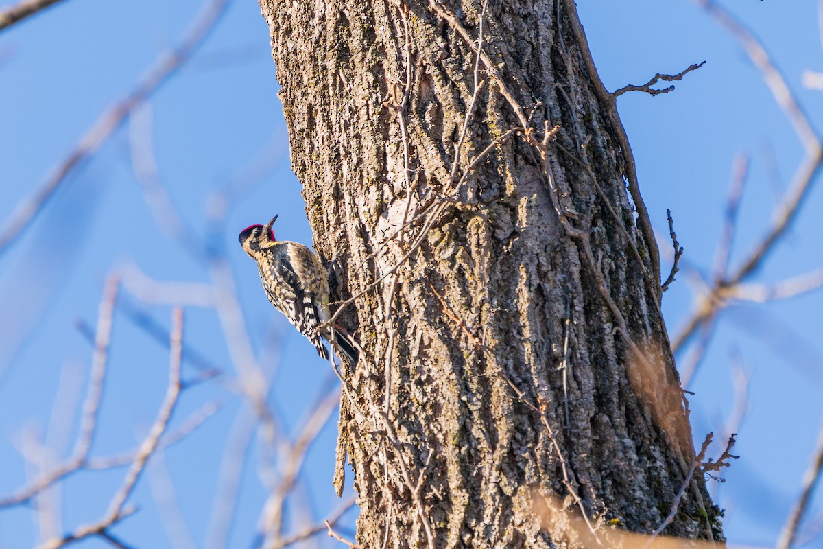 Дятел-смоктун жовточеревий - ML646807749