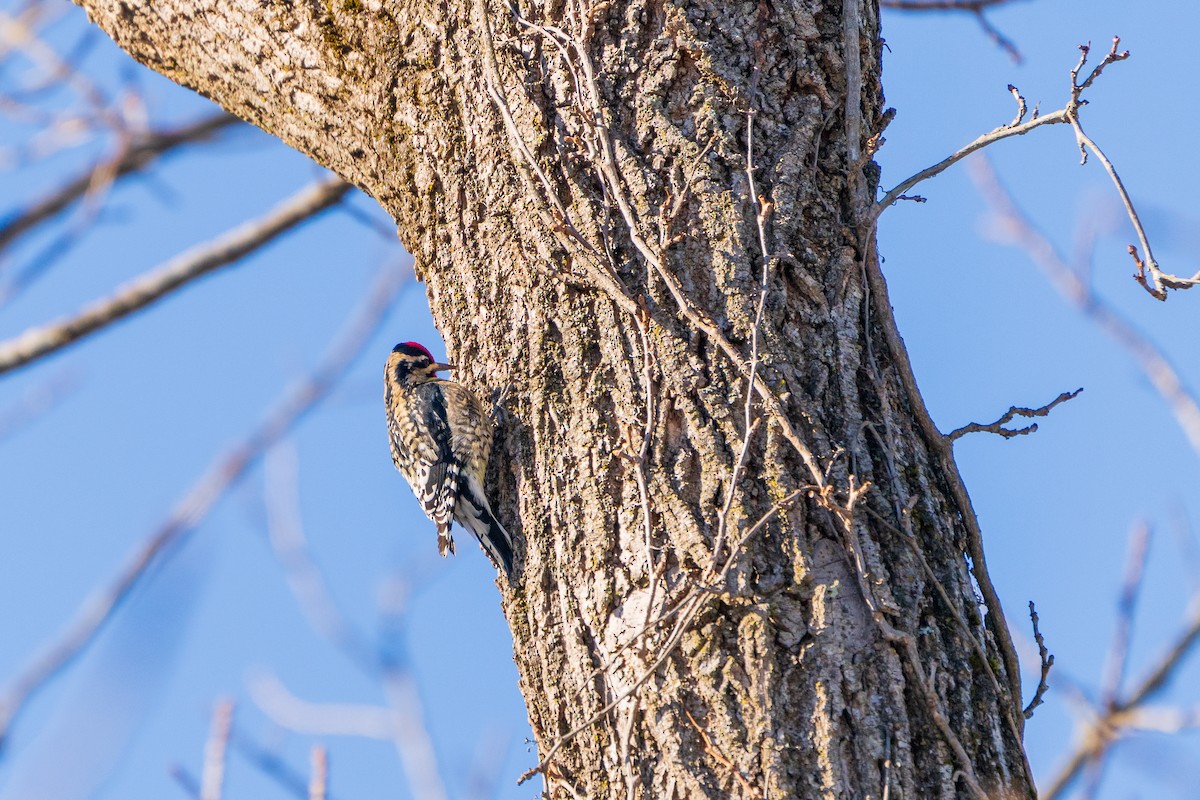 Дятел-смоктун жовточеревий - ML646807750
