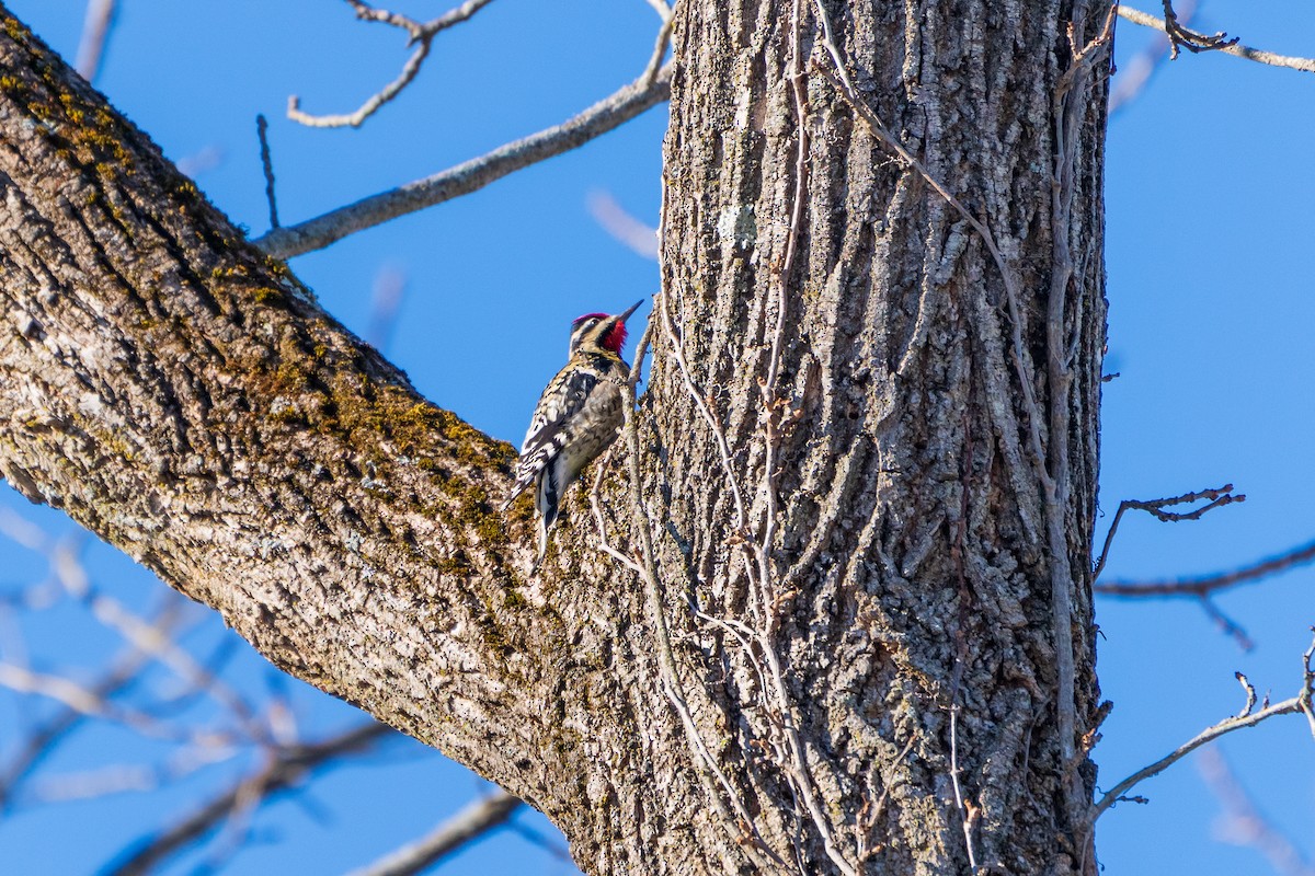 Дятел-смоктун жовточеревий - ML646807751