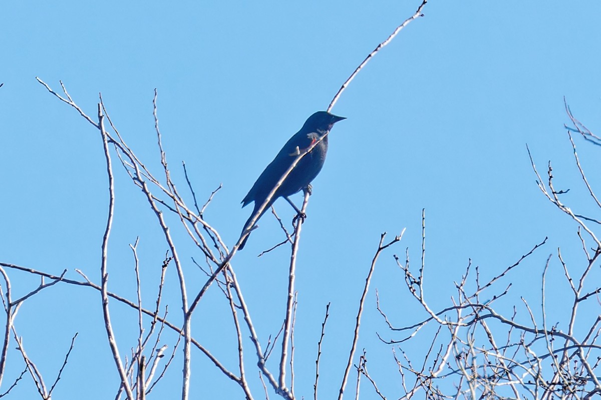 rødvingetrupial - ML646807754