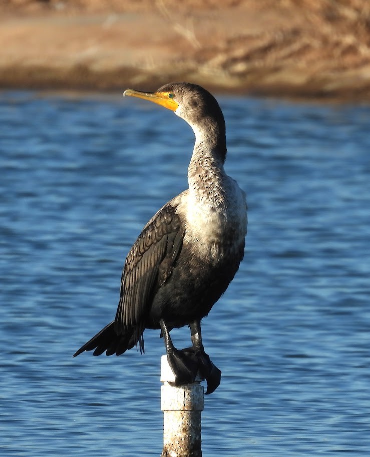 kormorán ušatý - ML646807759