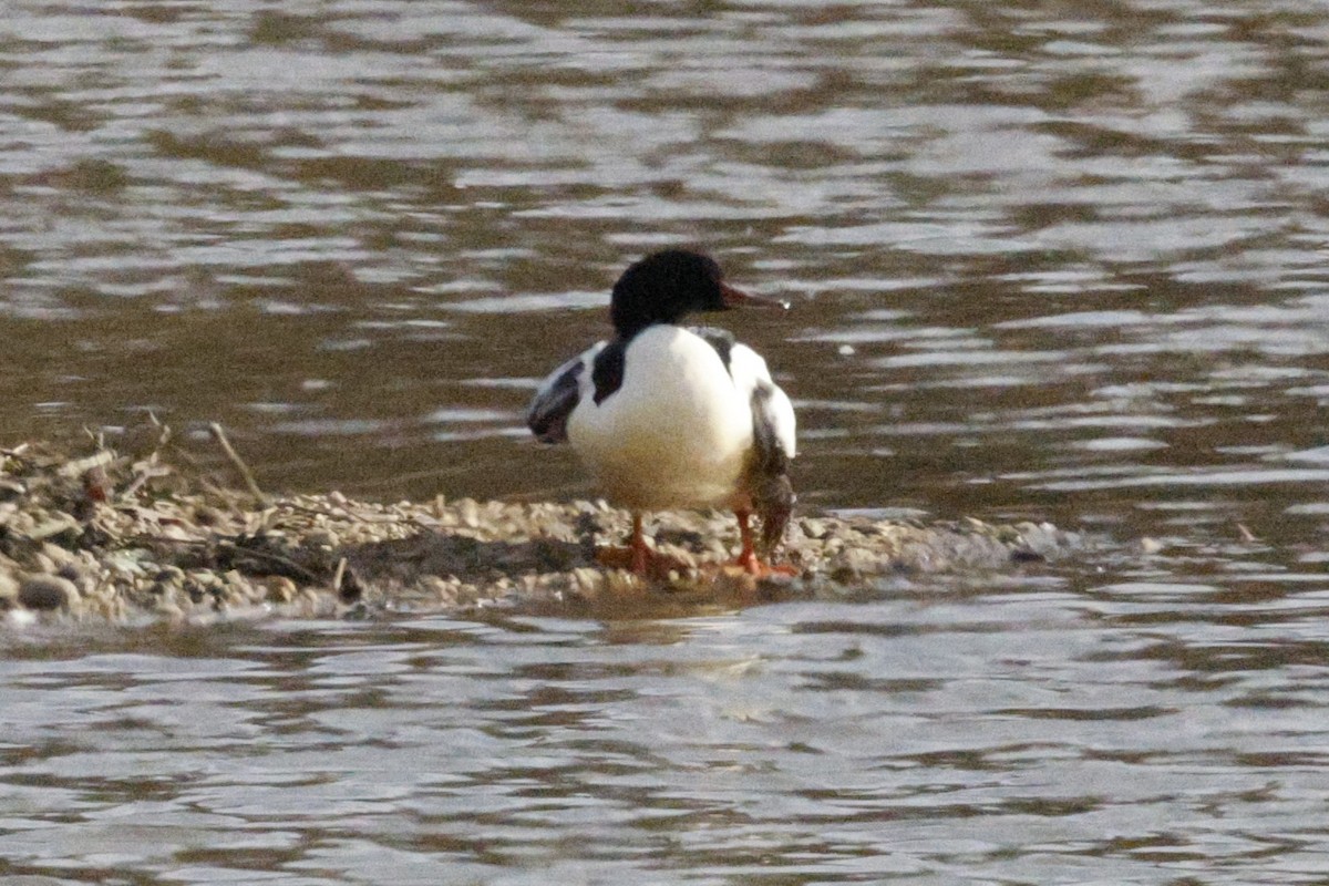 Zerra handia - ML646807763