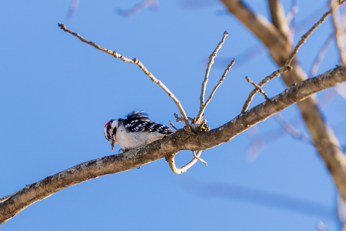 Дятел пухнастий - ML646807764