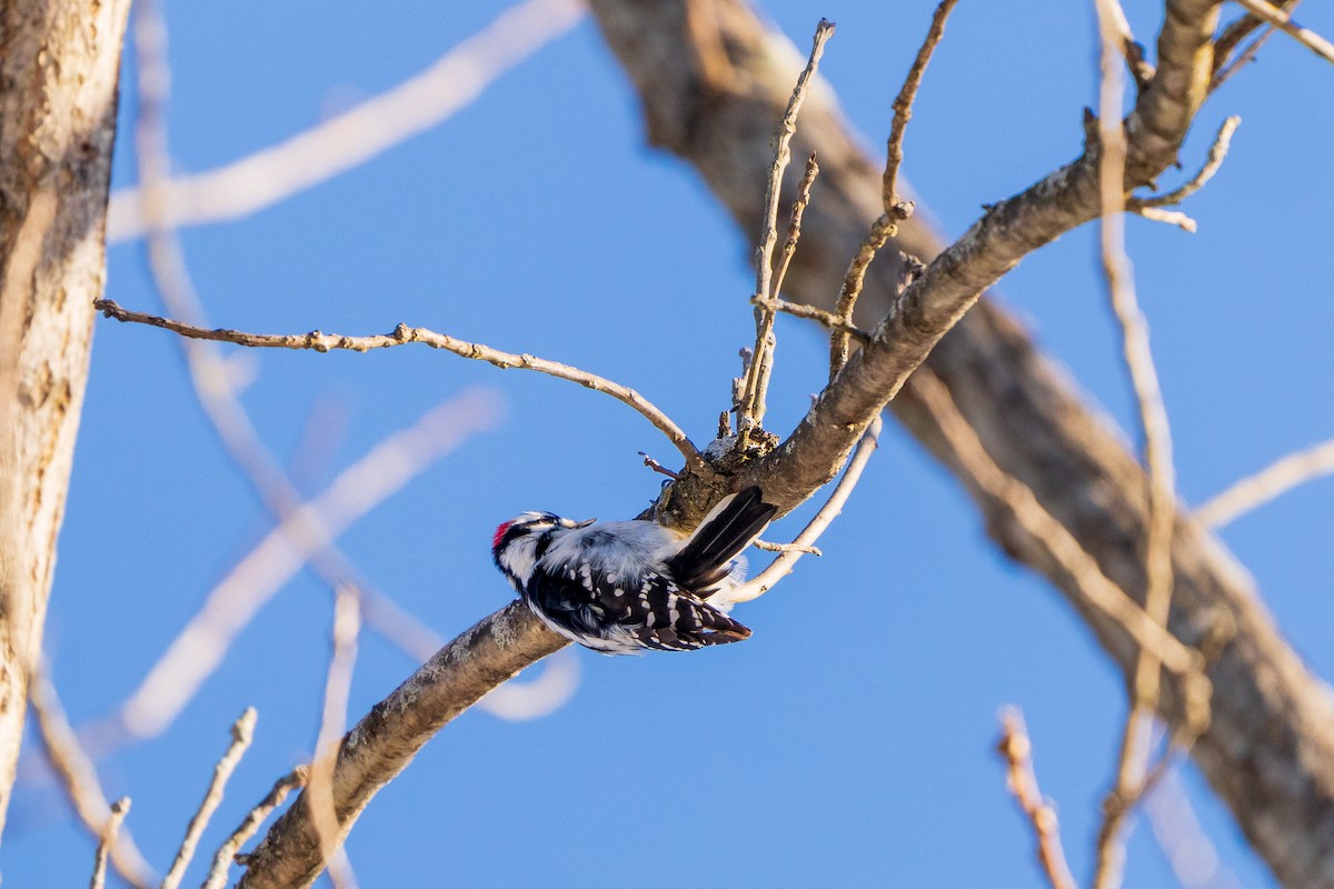 Дятел пухнастий - ML646807765