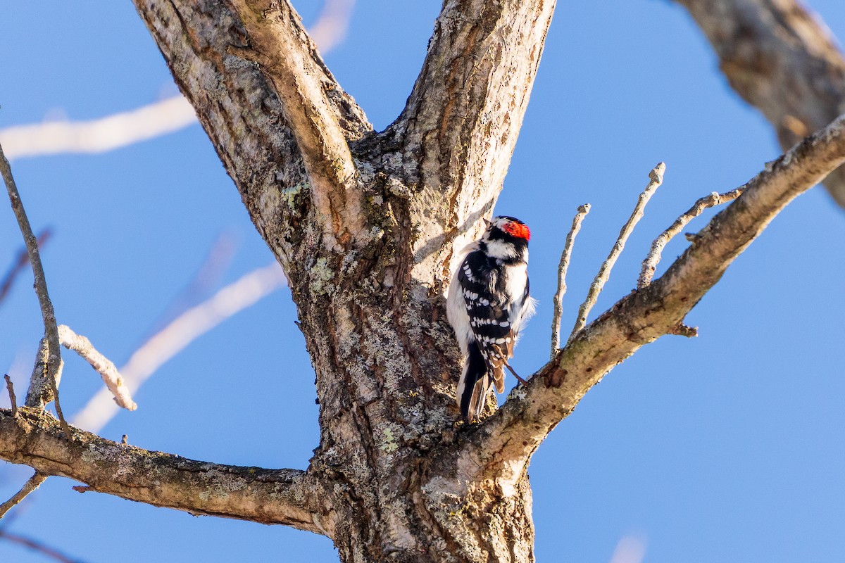 Дятел пухнастий - ML646807766