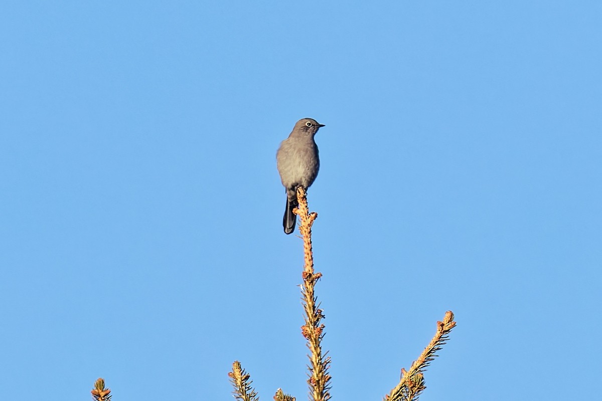 gråsolitærtrost - ML646807767