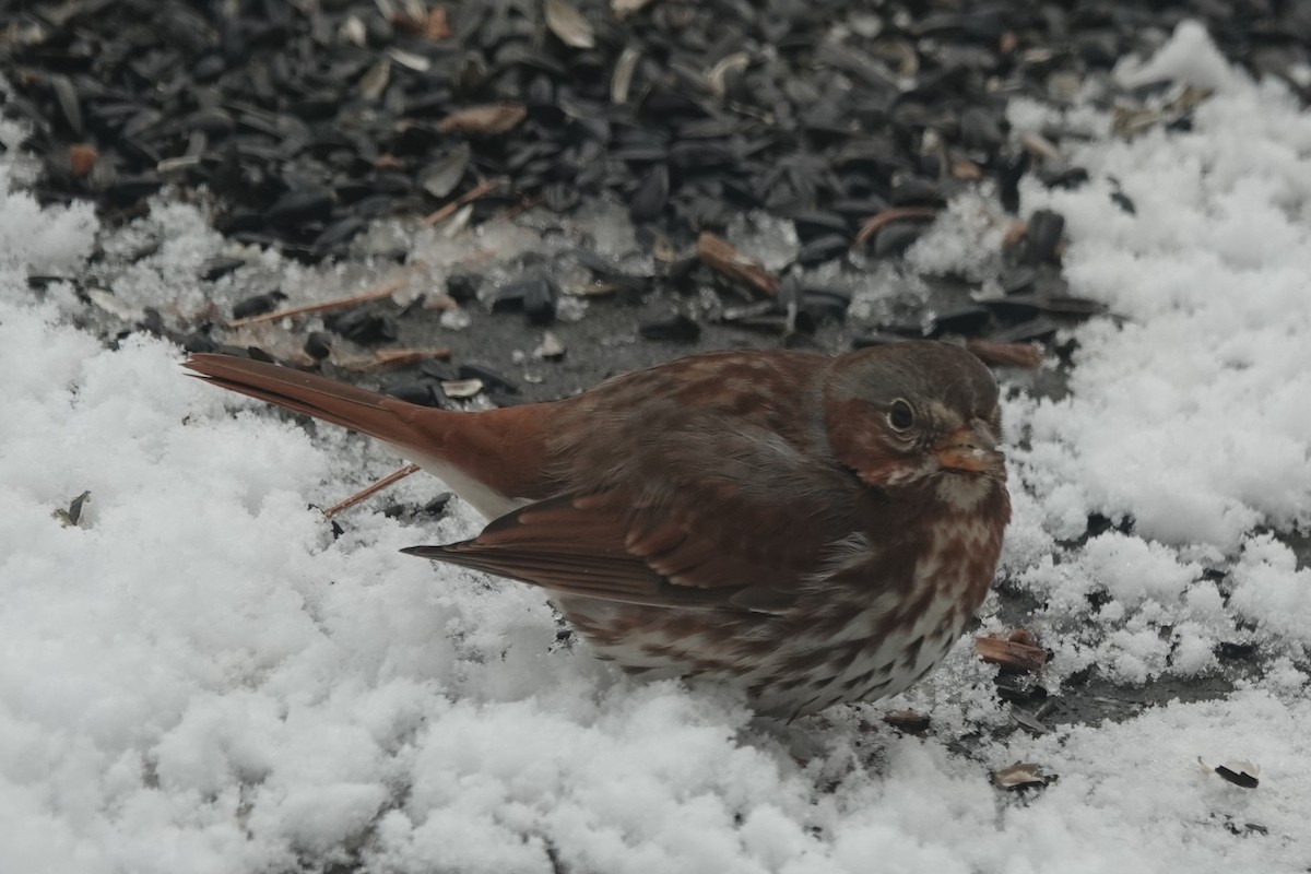 Fox Sparrow - ML646807768