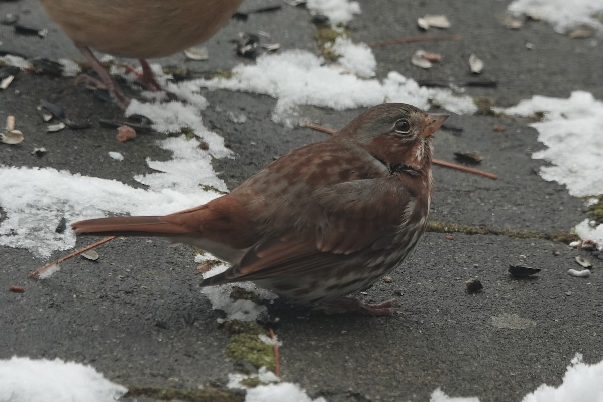 Fox Sparrow - ML646807769