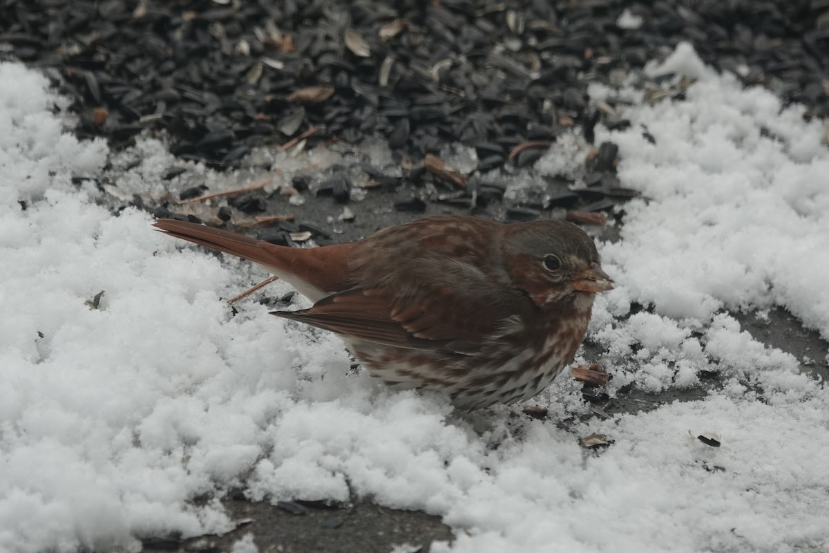 Fox Sparrow - ML646807770