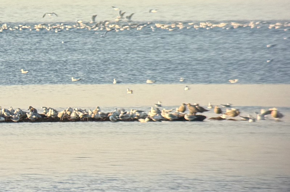 Amerika Gümüş Martısı - ML646807771