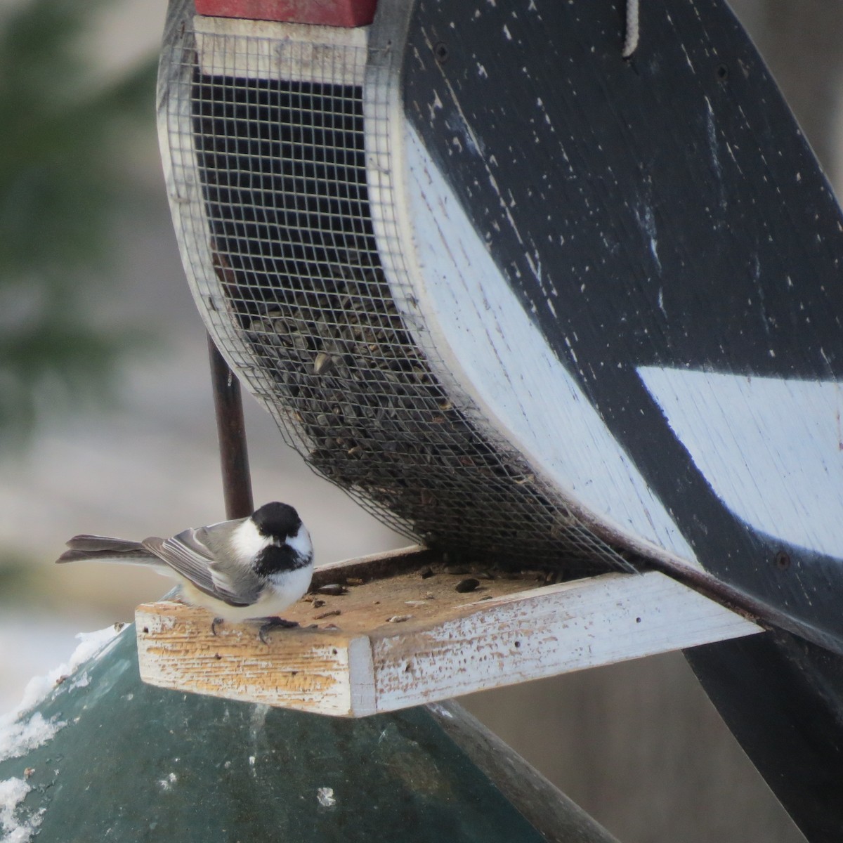 Black-capped Chickadee - ML646807772