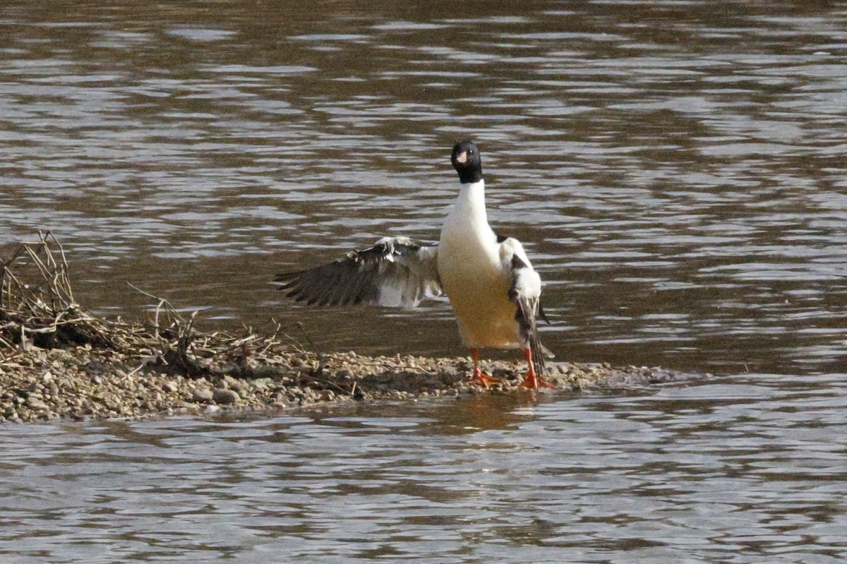 Zerra handia - ML646807774