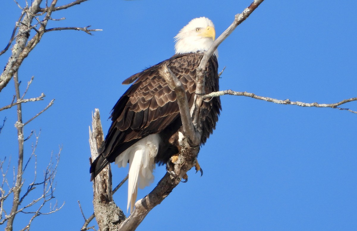 Bald Eagle - ML646807775
