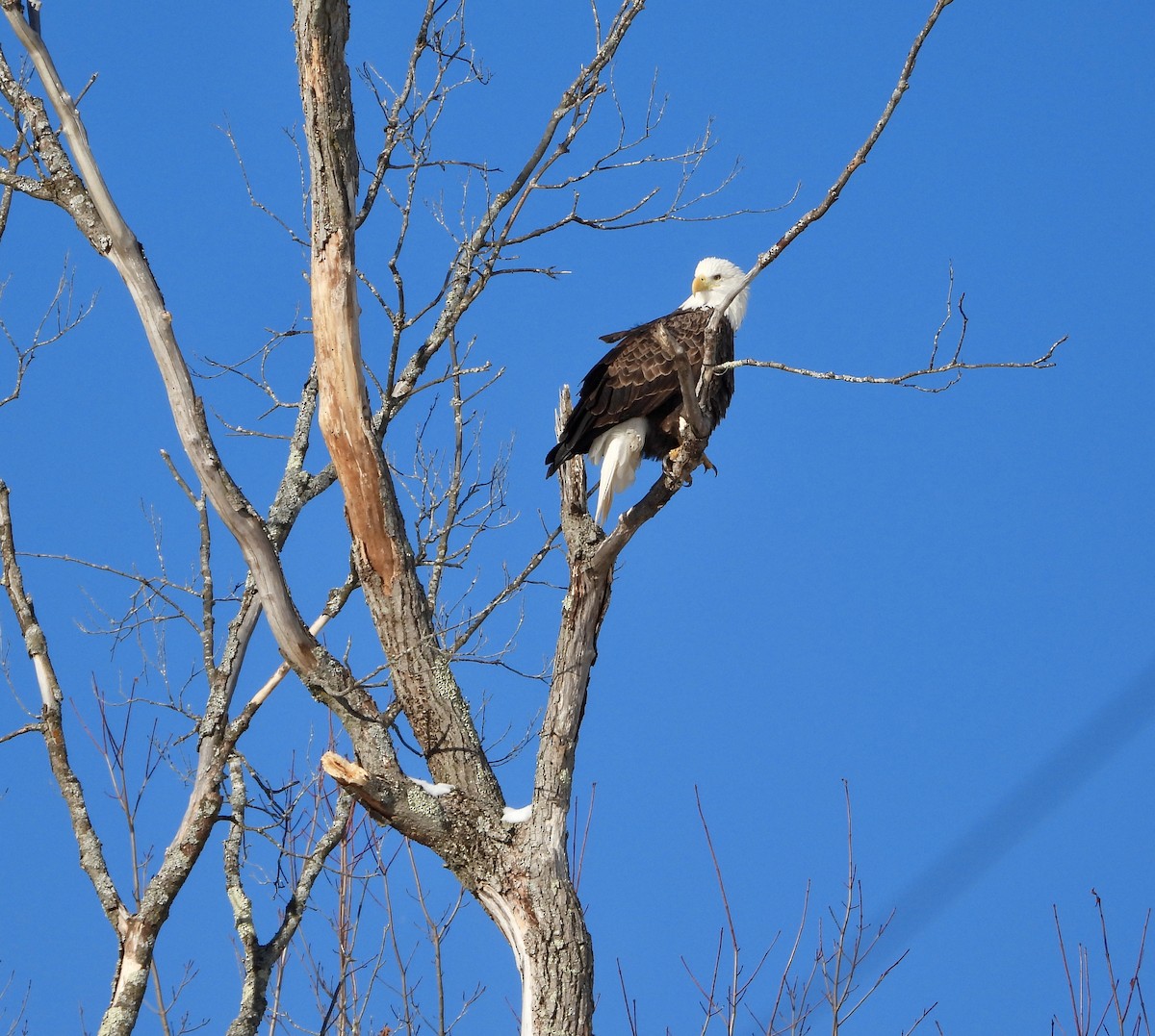 Bald Eagle - ML646807776