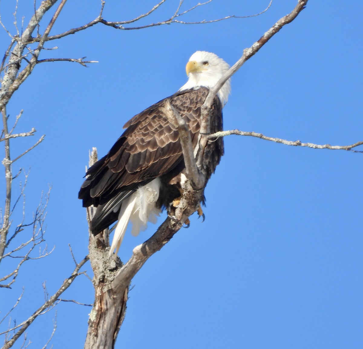 Bald Eagle - ML646807777