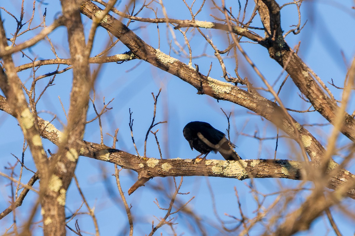 Ворона американська - ML646807778