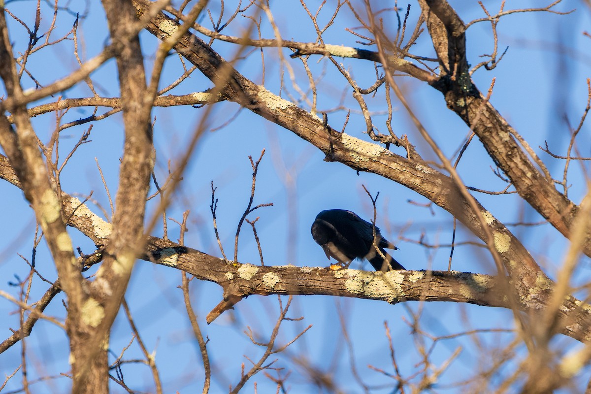 Ворона американська - ML646807779