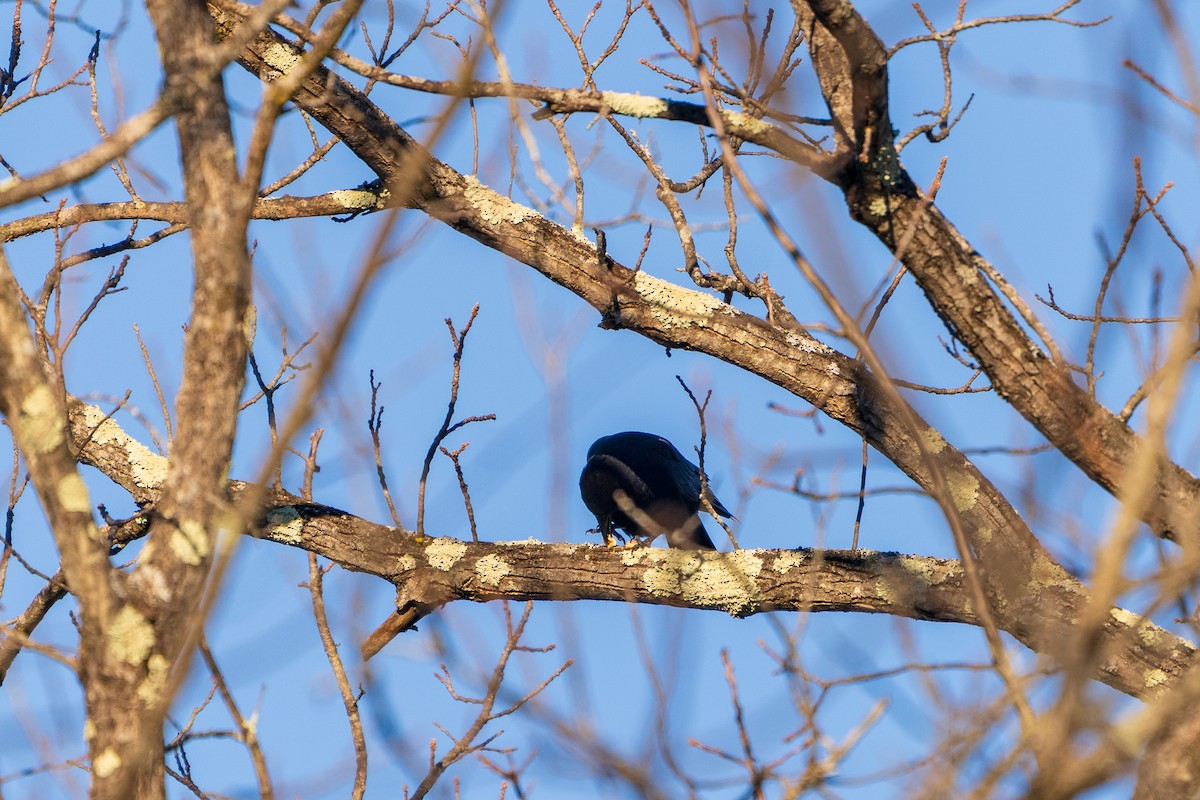 Ворона американська - ML646807780