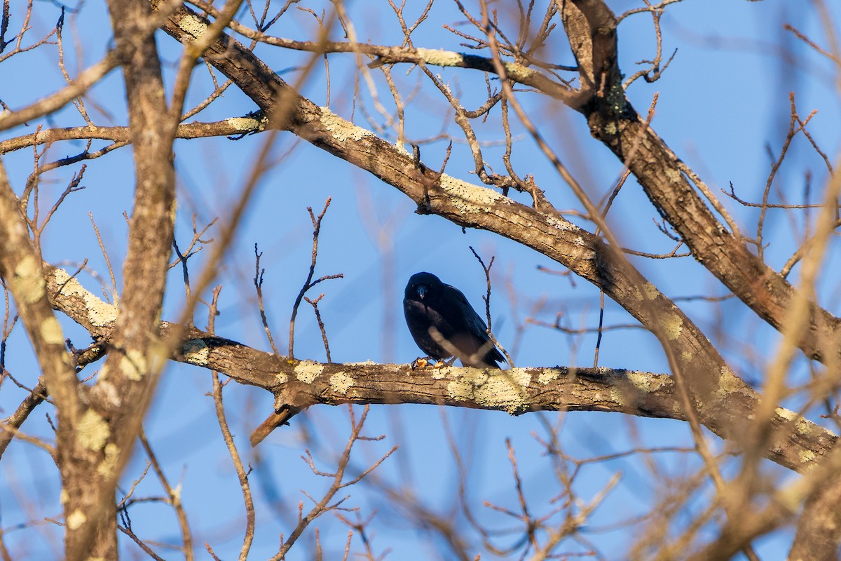 Ворона американська - ML646807783