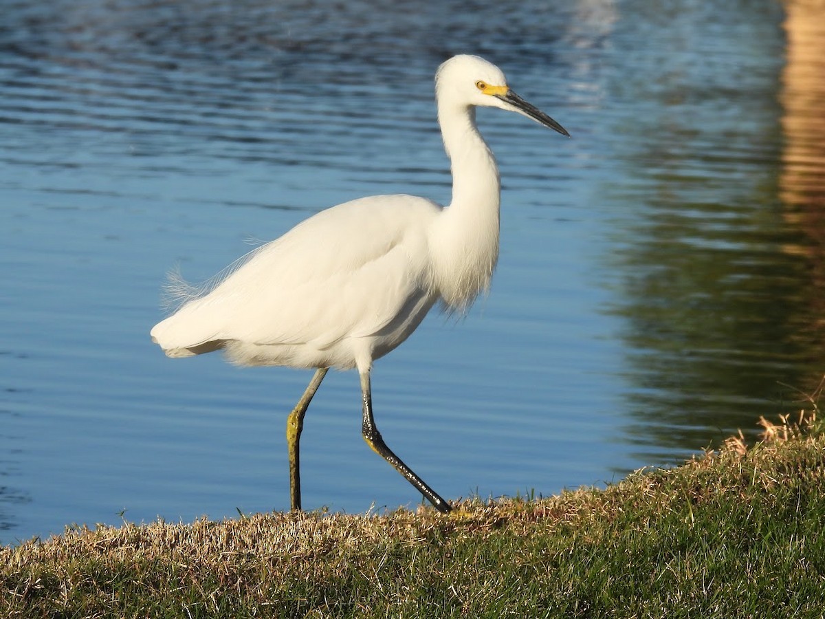 volavka bělostná - ML646807785