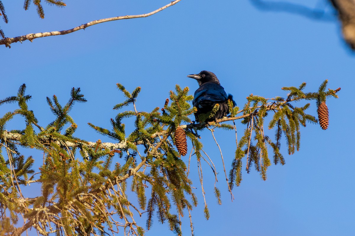 Ворона американська - ML646807790